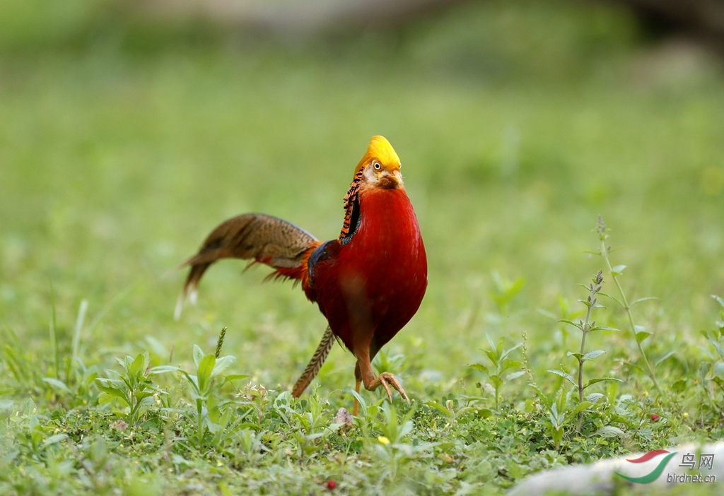 红腹锦鸡