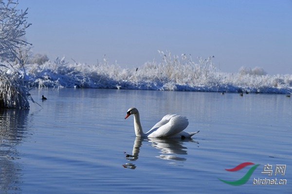 天鹅湖 - 第2页 - 重庆版 chongqing 鸟网