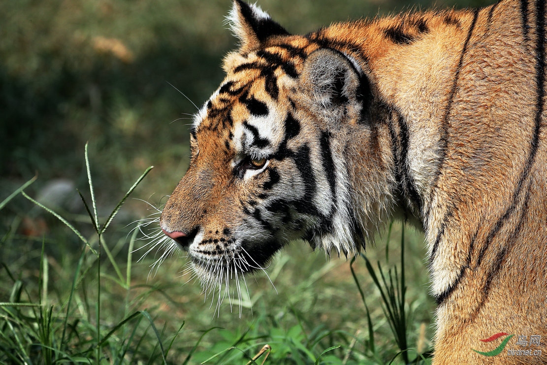 虎- 贵州版 guizhou 鸟网