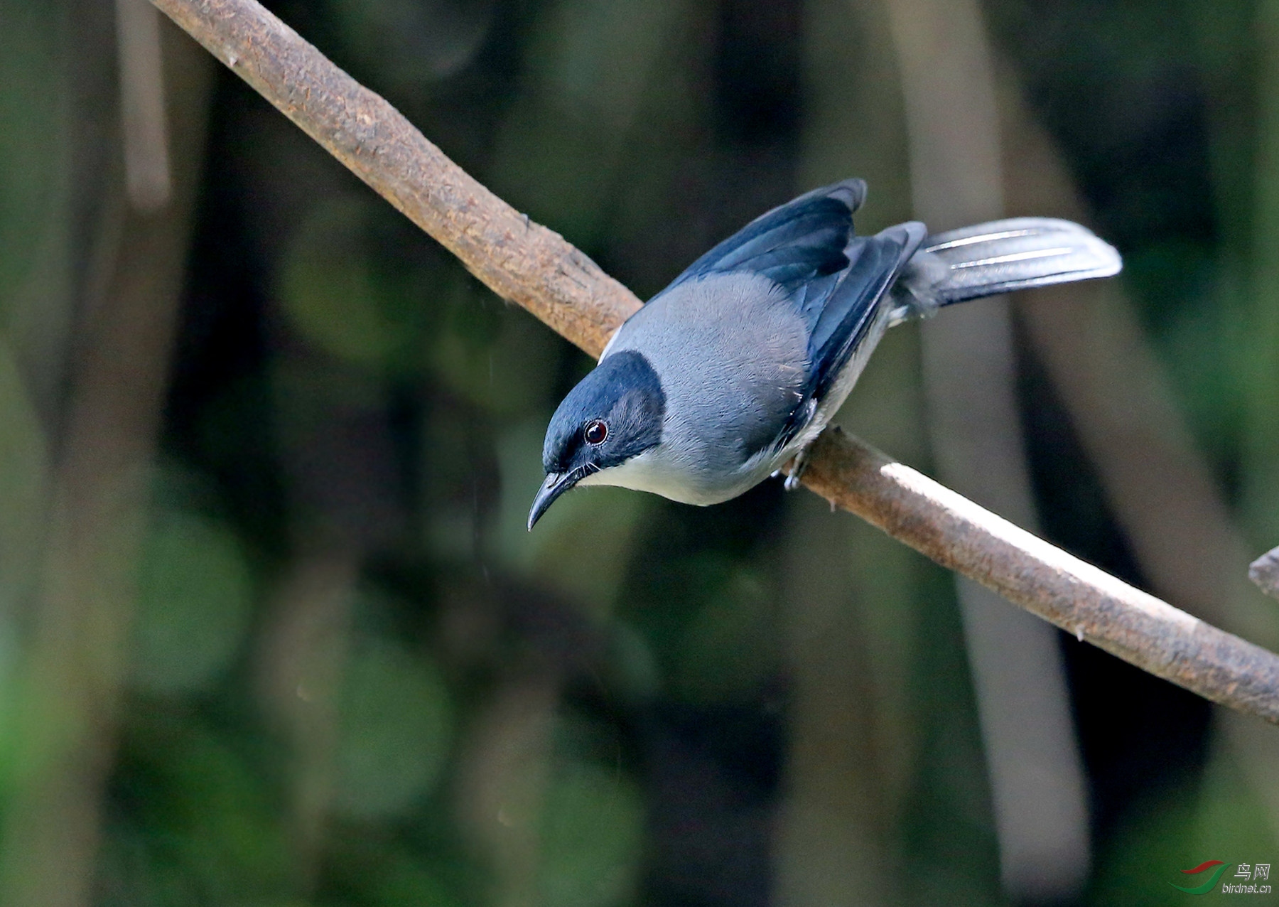 黑头奇鹛 - 河北版 hebei 鸟网