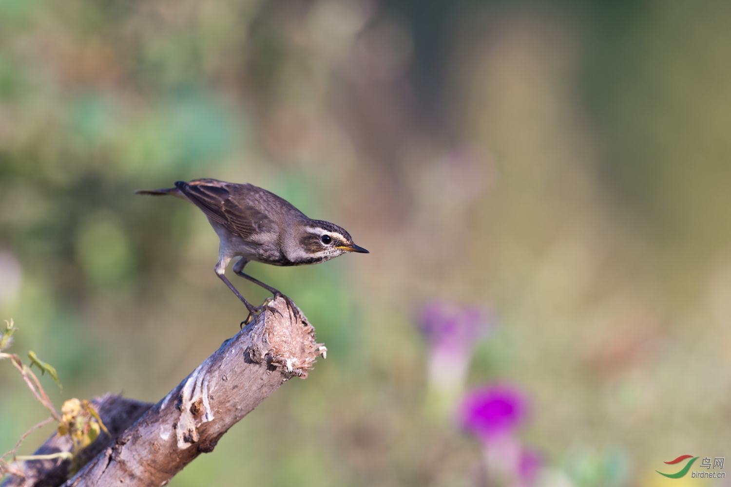 蓝脖5 - 河北版 hebei 鸟网