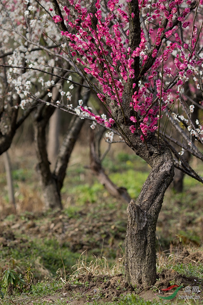 老梅新枝又一春