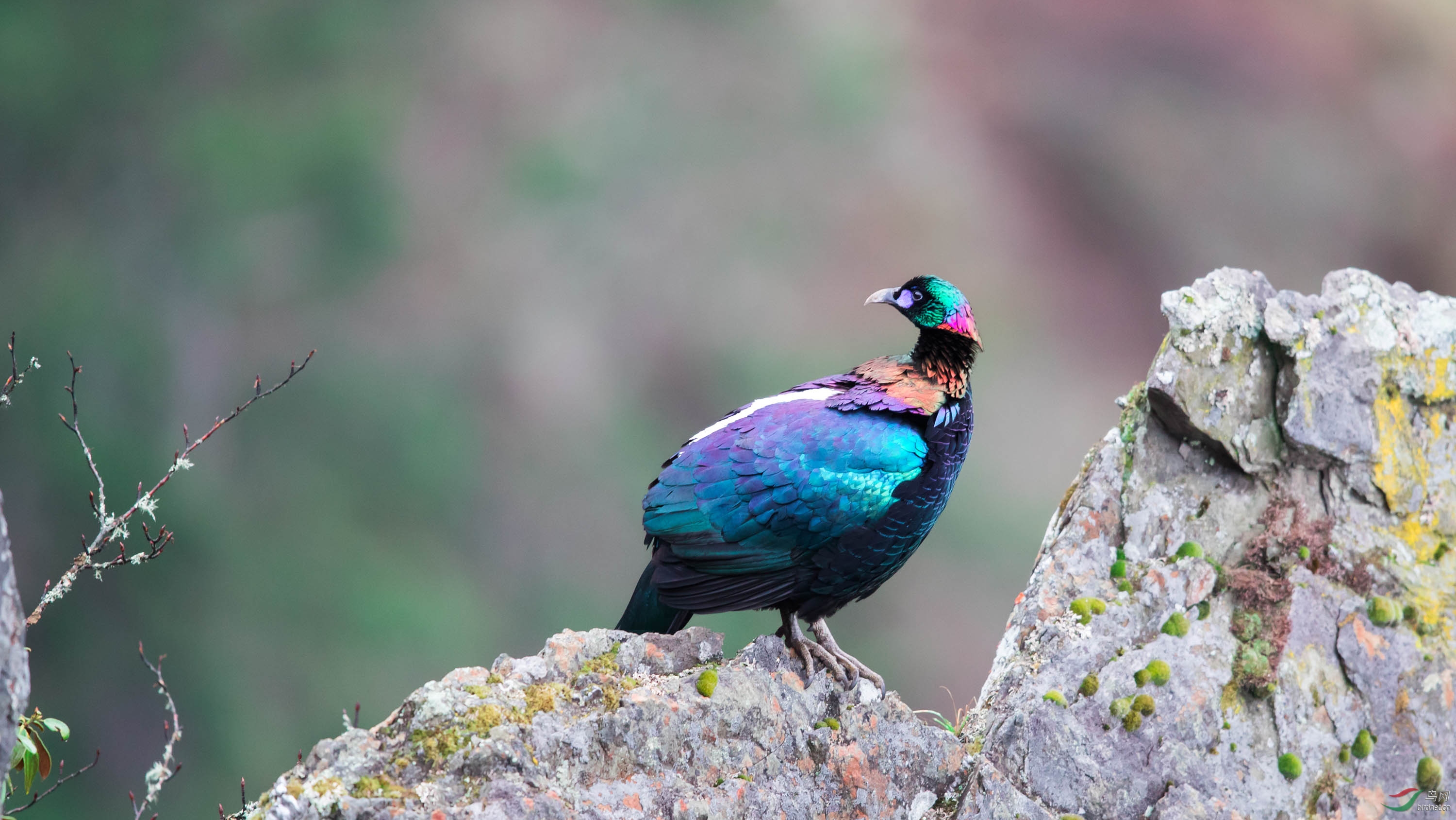 (绿尾虹雉)希望 " 十全十美 "(祝贺荣获首页鸟类精华)