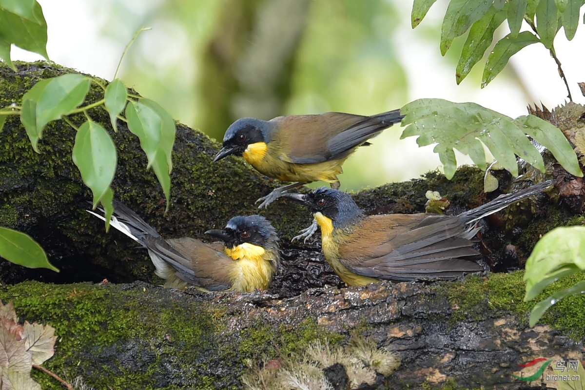 一家三口 ～ 黄喉噪鹛