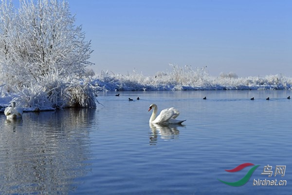 天鹅湖 - 重庆版 chongqing 鸟网