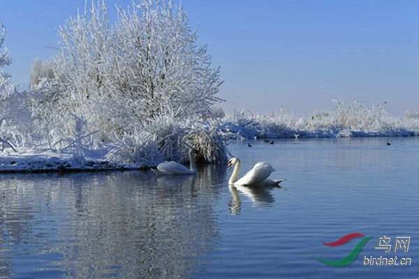 天鹅湖 - 重庆版 chongqing 鸟网
