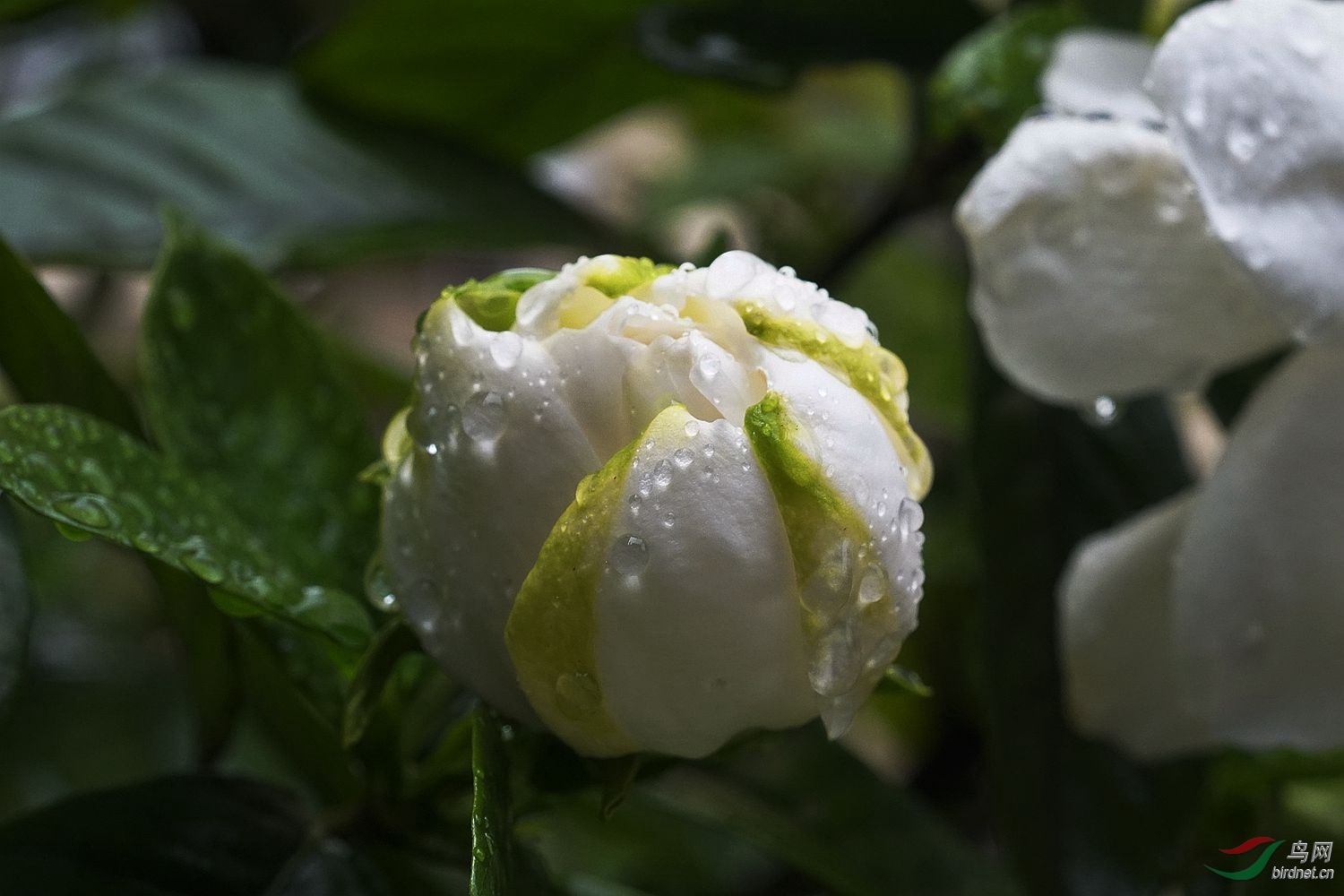 雨中栀子花
