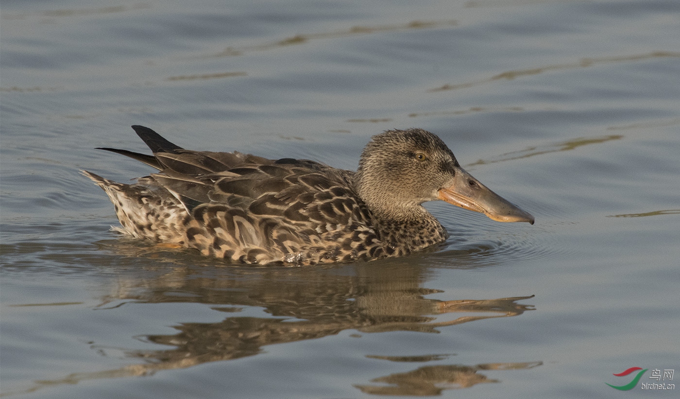 鸭- 香港版 hong kong 鸟网