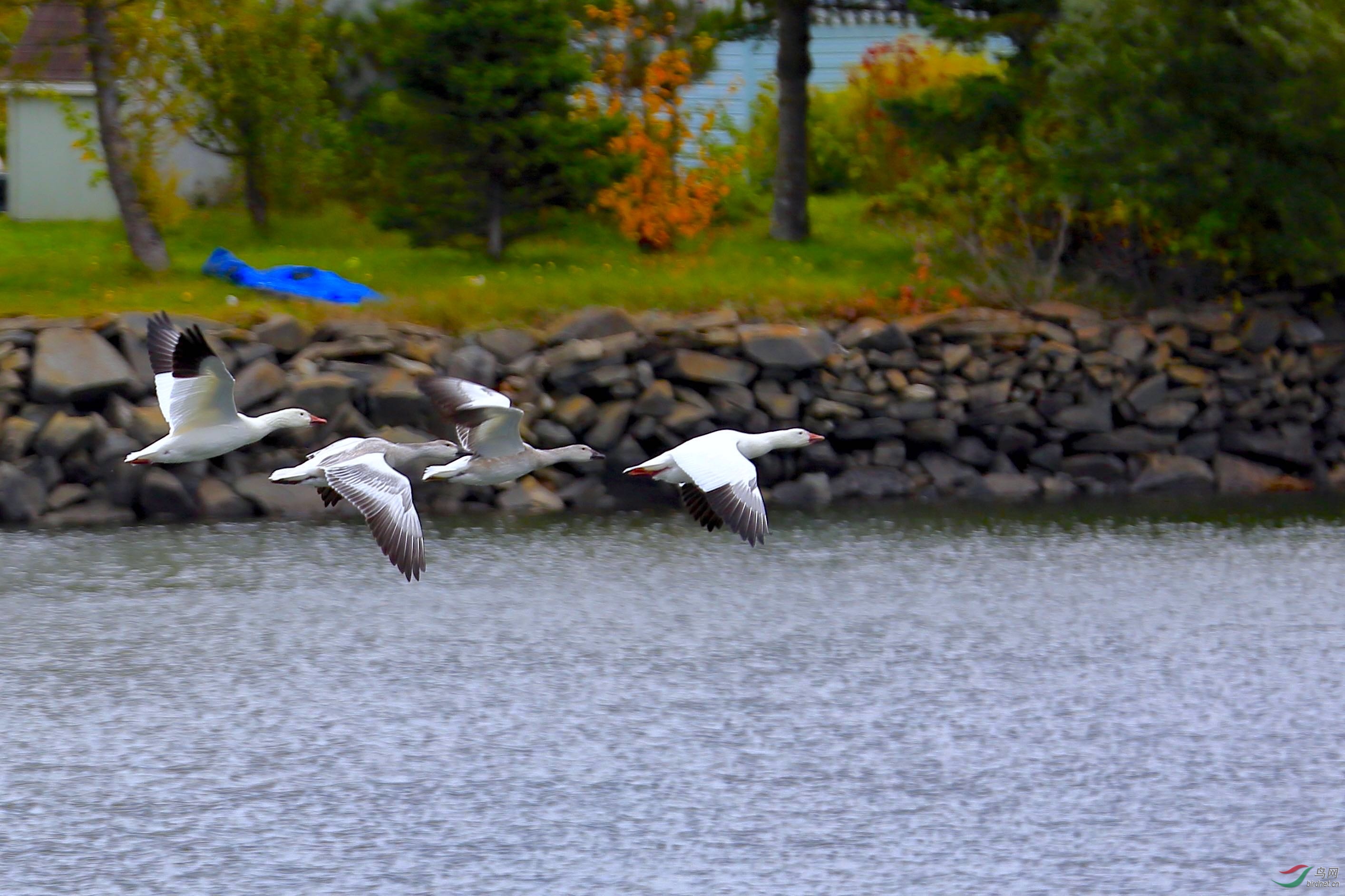 举家迁徙途中------雪雁