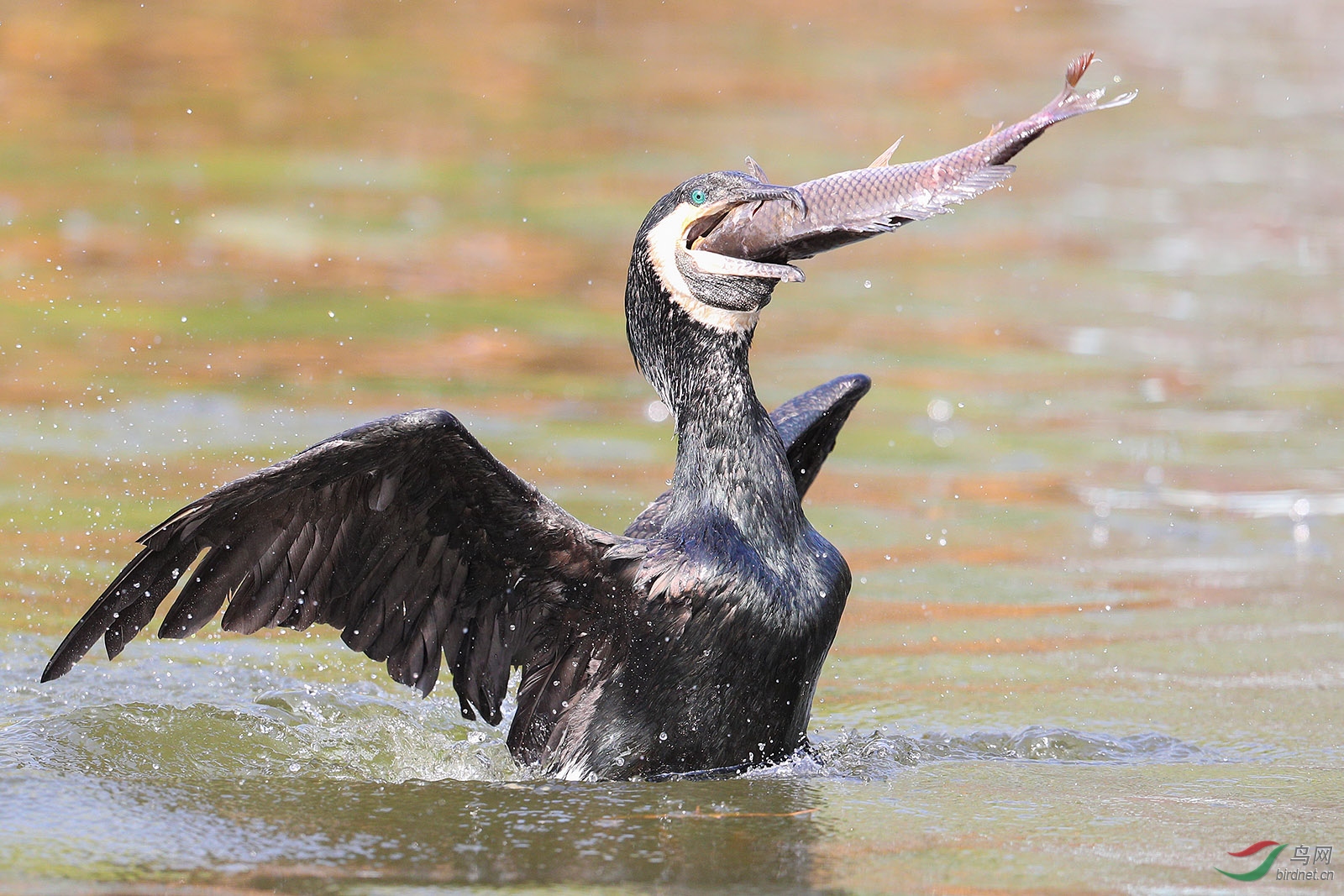 鸬鹚吃鱼 - 甘肃版 gansu 鸟网