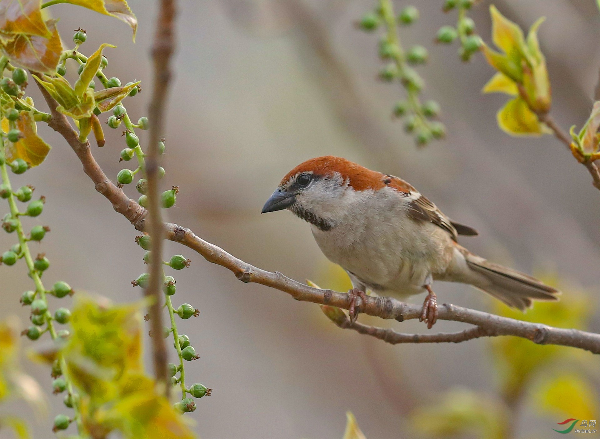 山麻雀-高速路偶拍