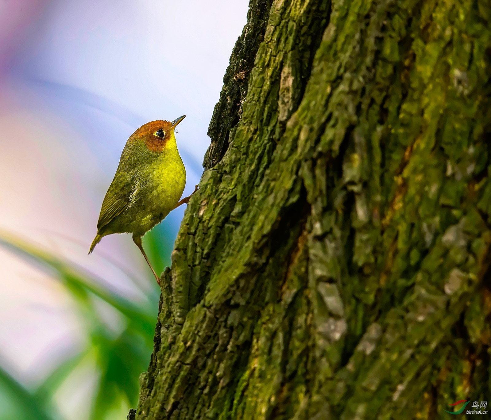 大树小鸟(栗头地莺)
