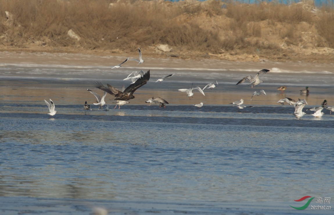 小鸟---组 - 宁夏版 ningxia 鸟网