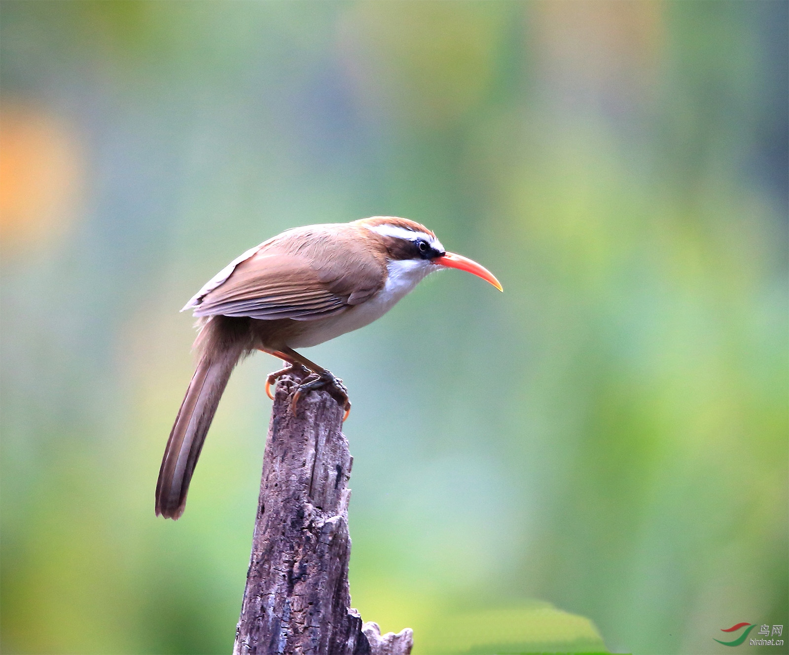 勾嘴鹛 - 四川版 sichuan 鸟网