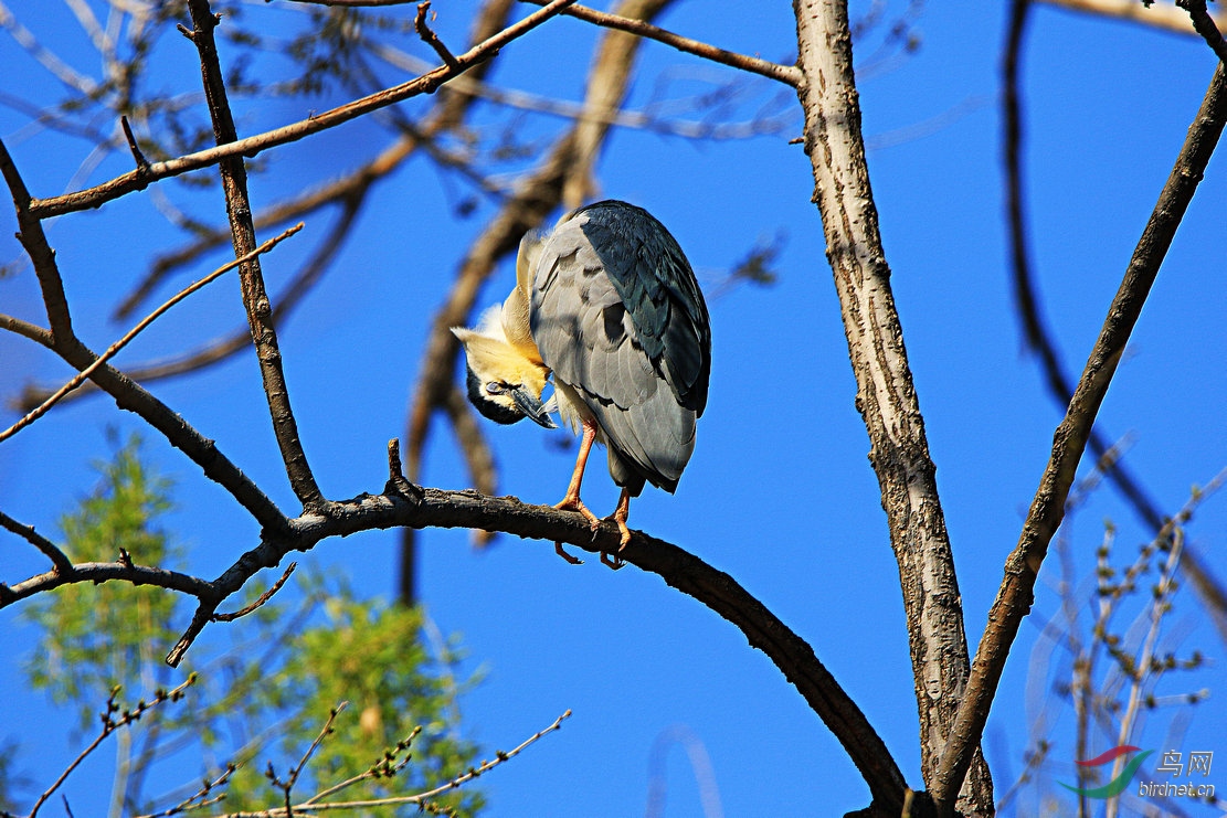 夜鹭- 宁夏版 ningxia 鸟网