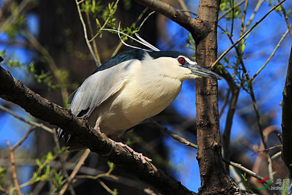 夜鹭- 宁夏版 ningxia 鸟网
