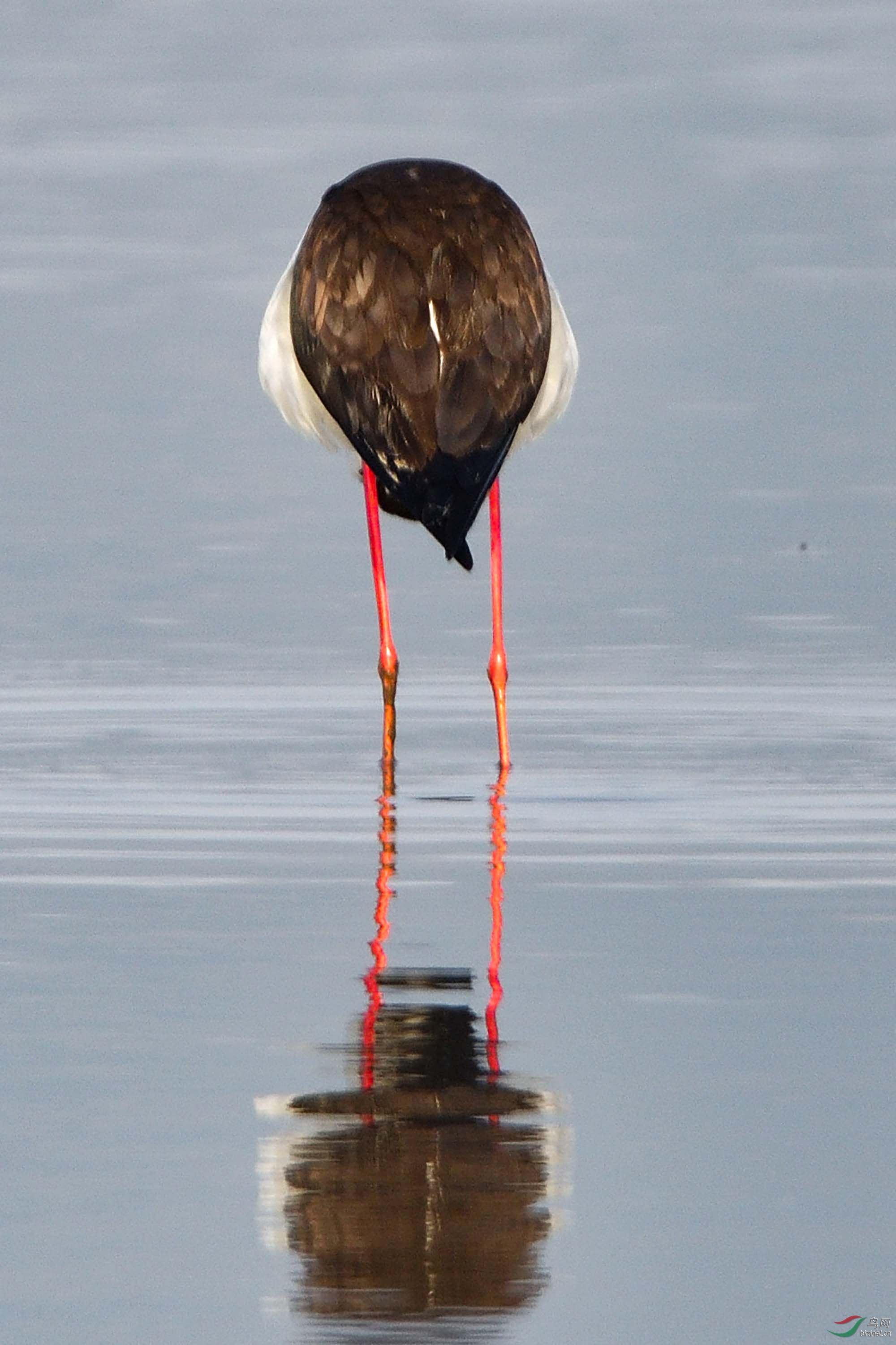 "长腿娘子"——长脚鹬