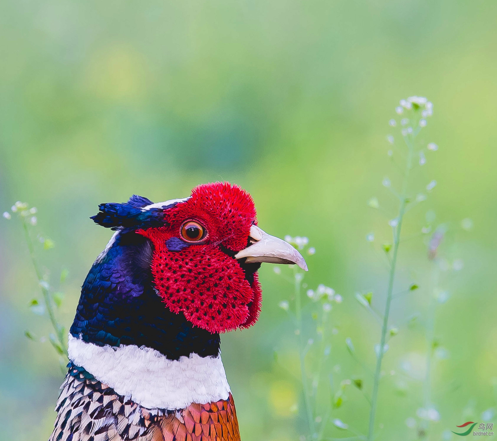 近照野鸡头 - 黑龙江版 heilongjiang 鸟网