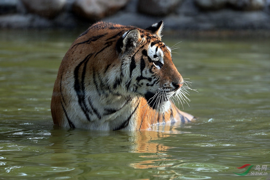 虎- 宁夏版 ningxia 鸟网