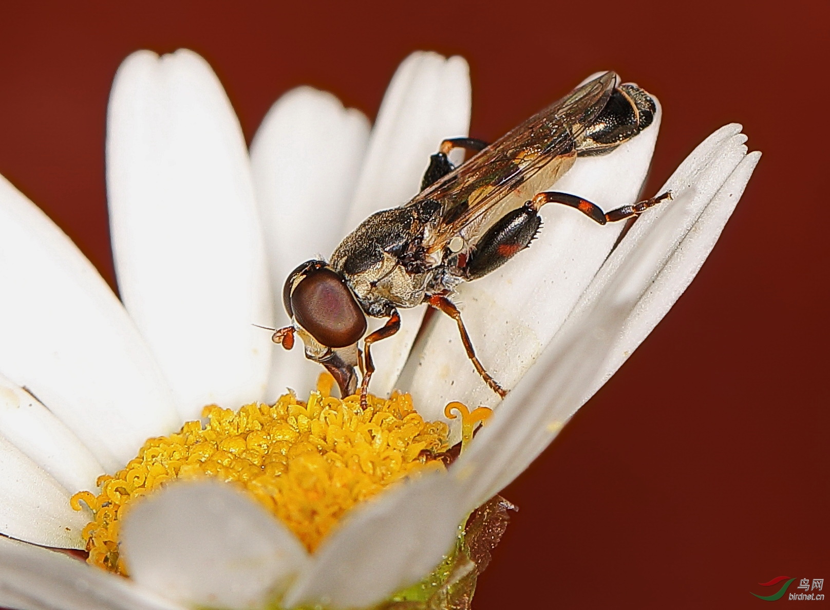 食蚜蝇 - 昆虫与微距 鸟网