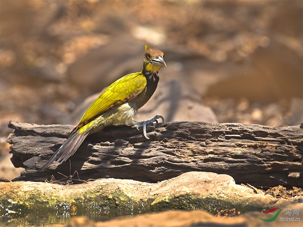 原始丛林里的大黄冠啄木鸟