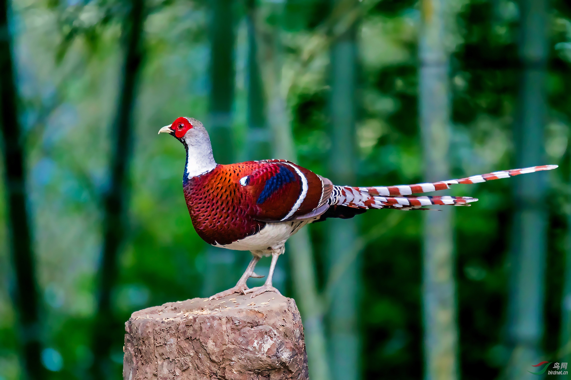 登台看一看(白颈长尾雉)