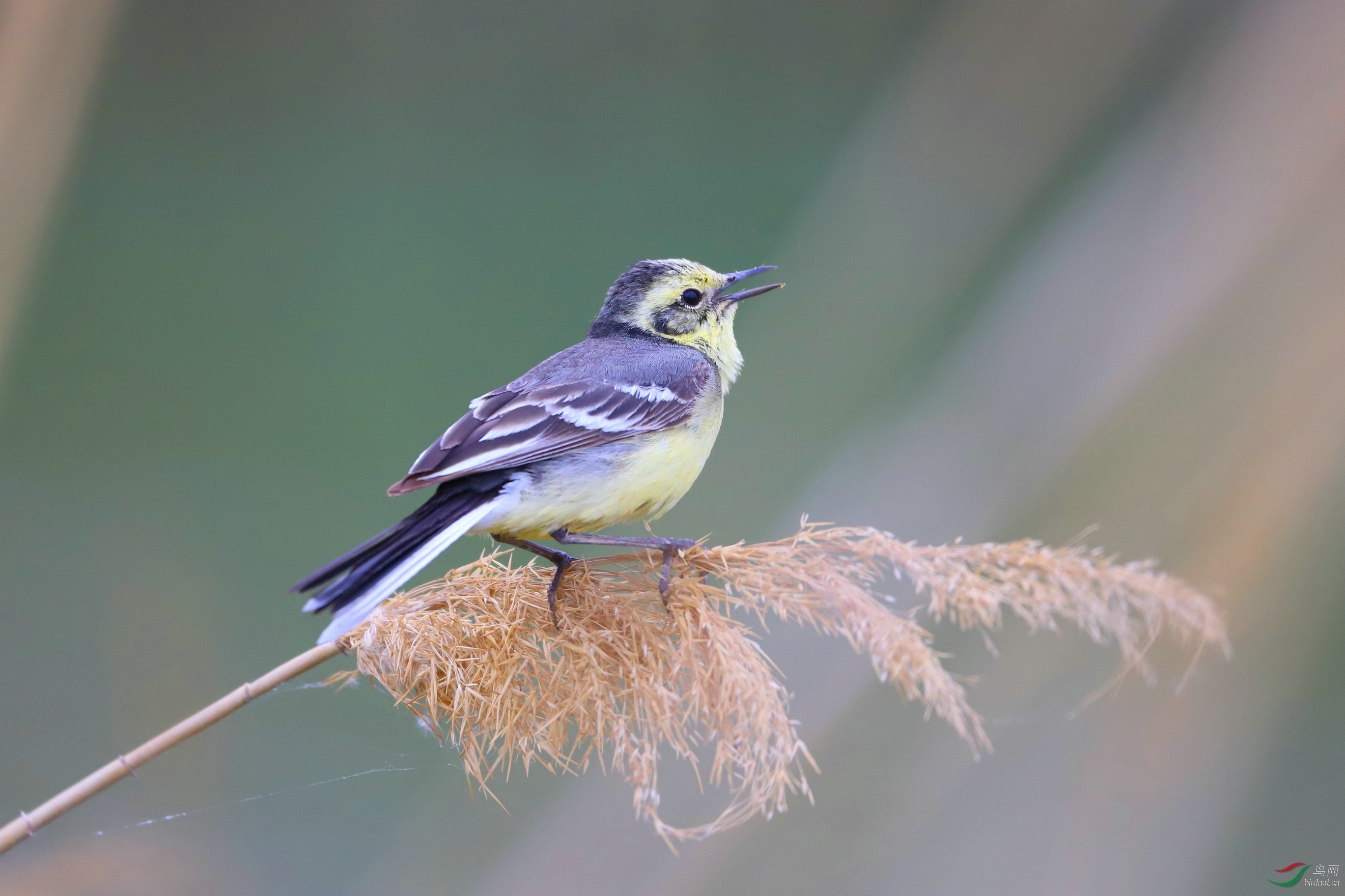 黄鹡鸰 - 河南版 henan 鸟网