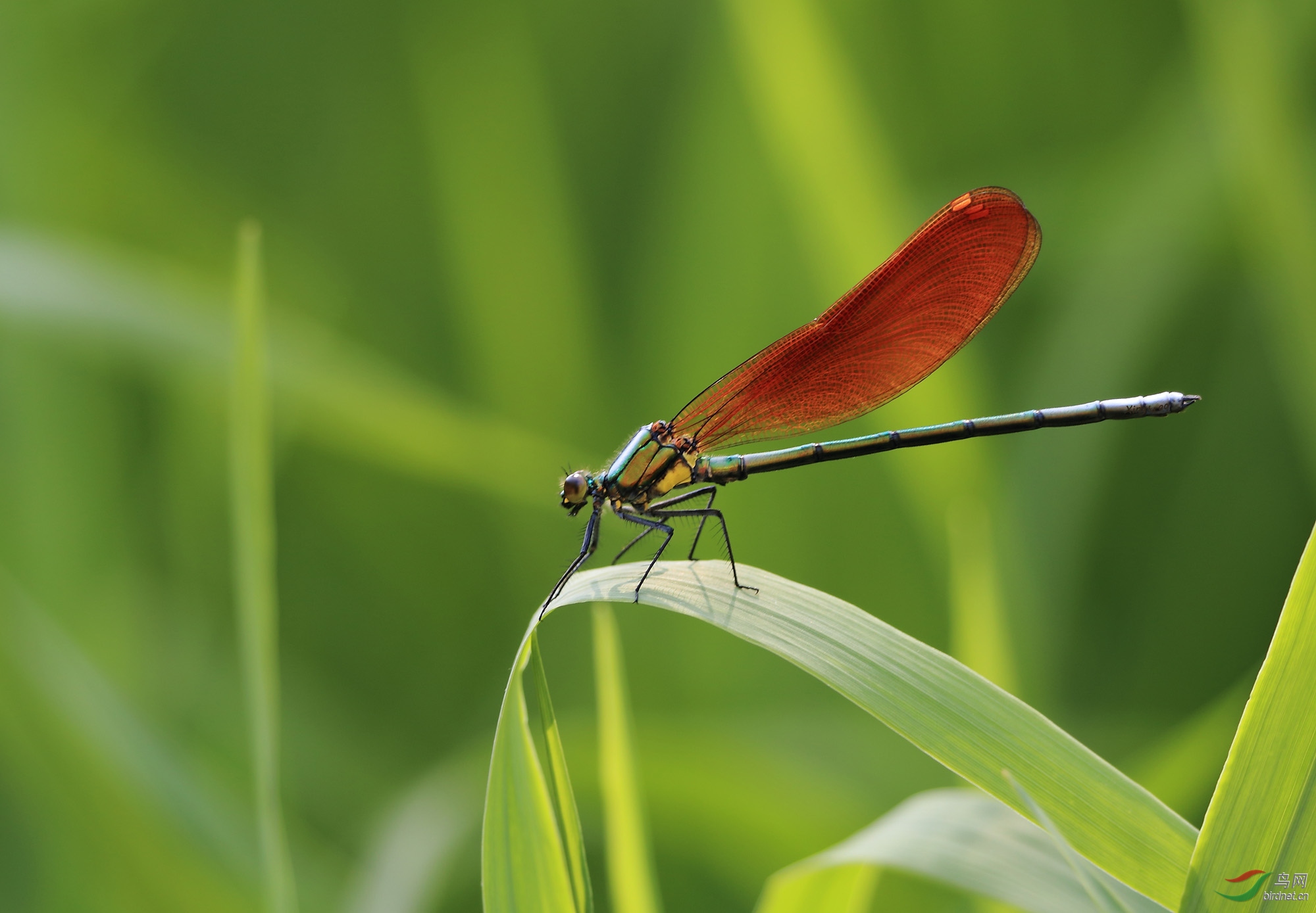 五色蜻蜓——烟翅绿色蟌