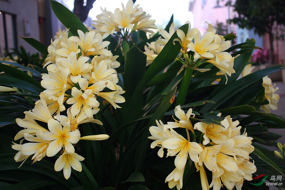 细叶黄花君子蓝