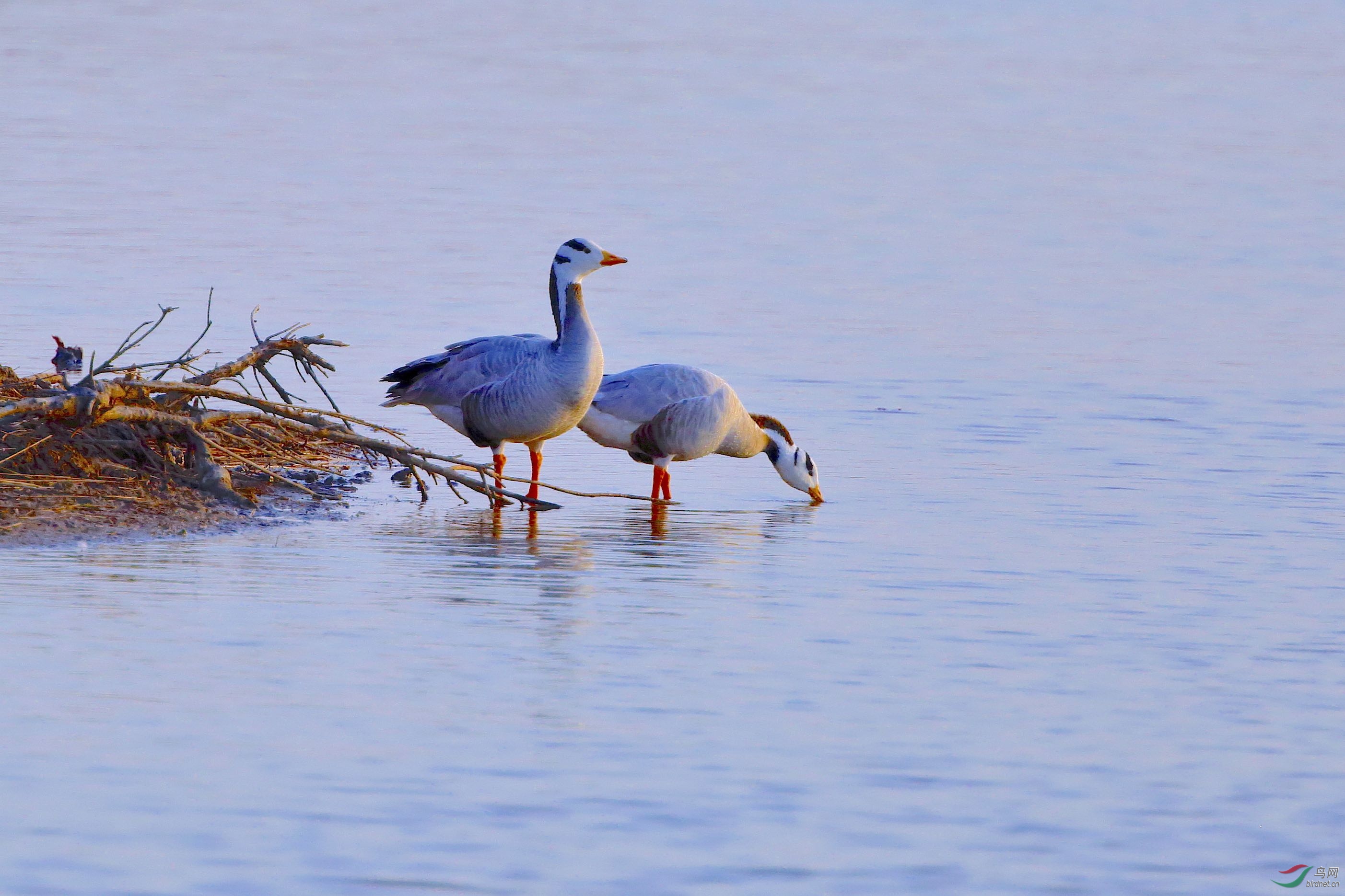 水边凉爽-----斑头雁