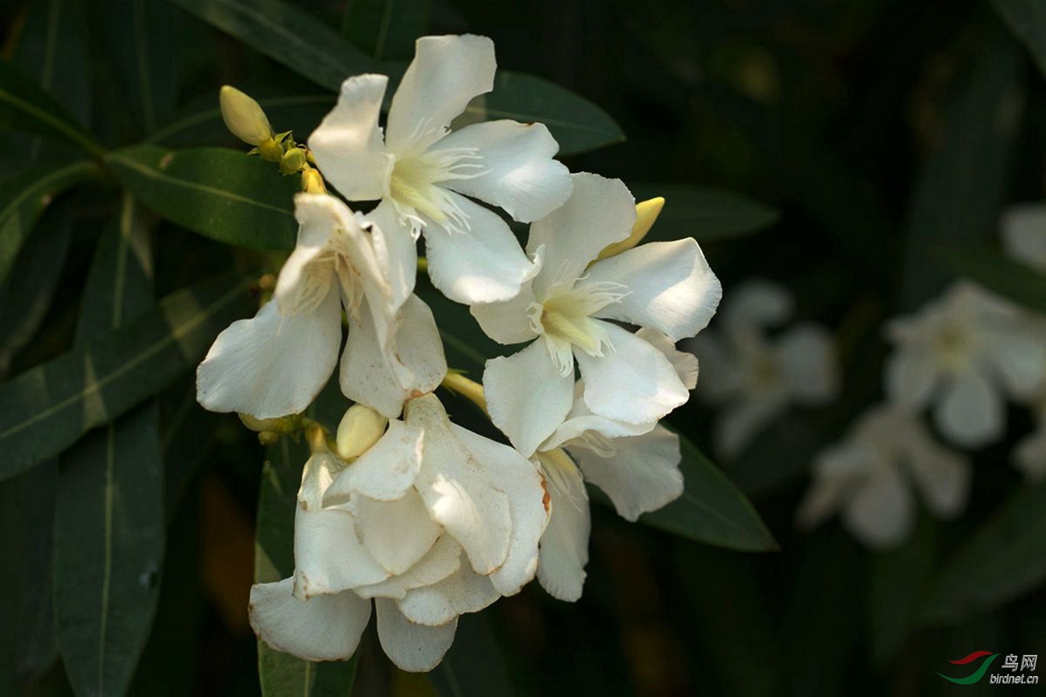 白色的夹竹桃花