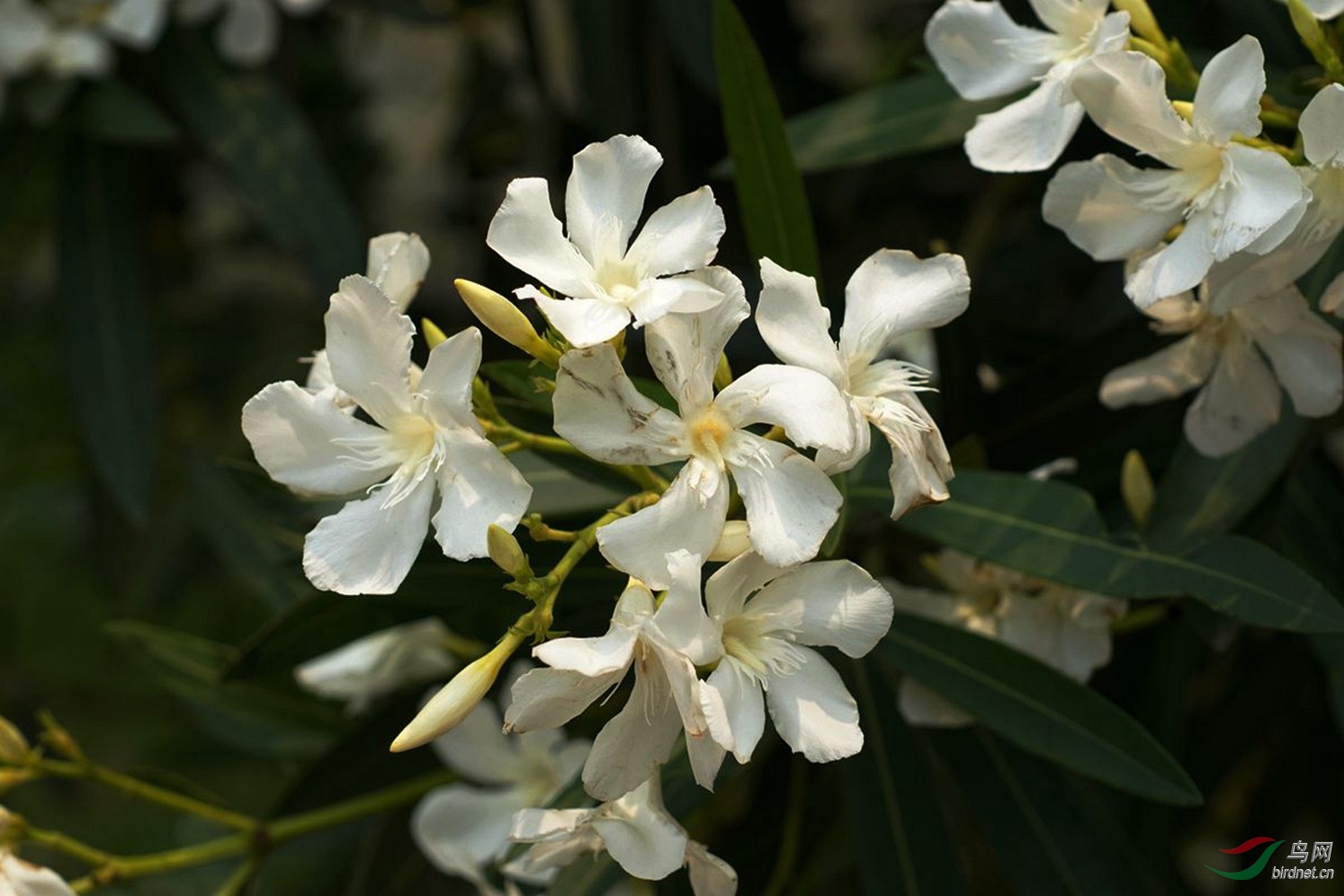 白色的夹竹桃花