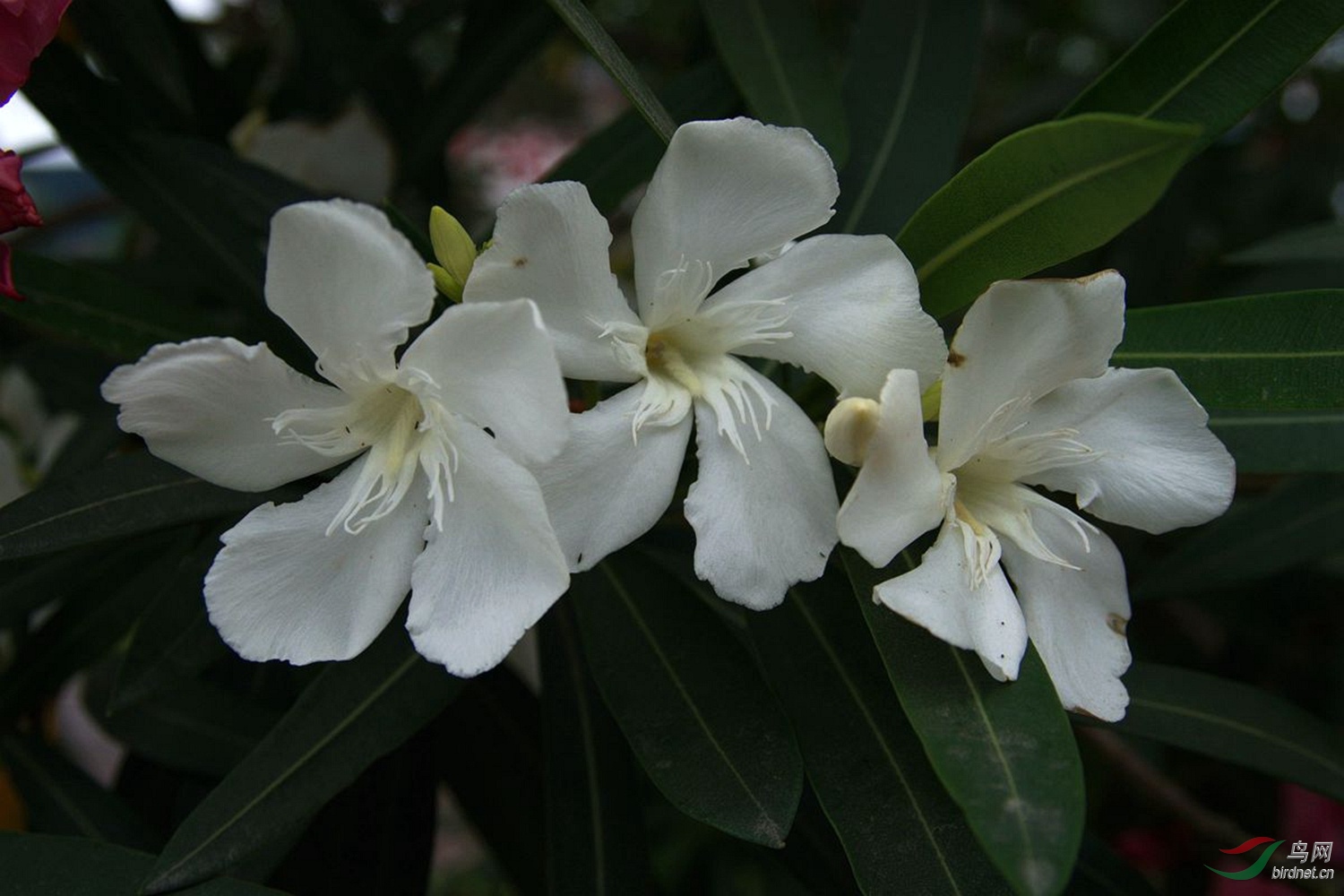 白色的夹竹桃花