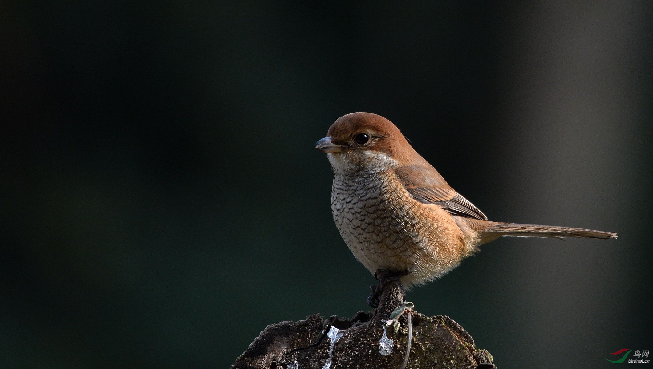 该物种的模式产地在日本.