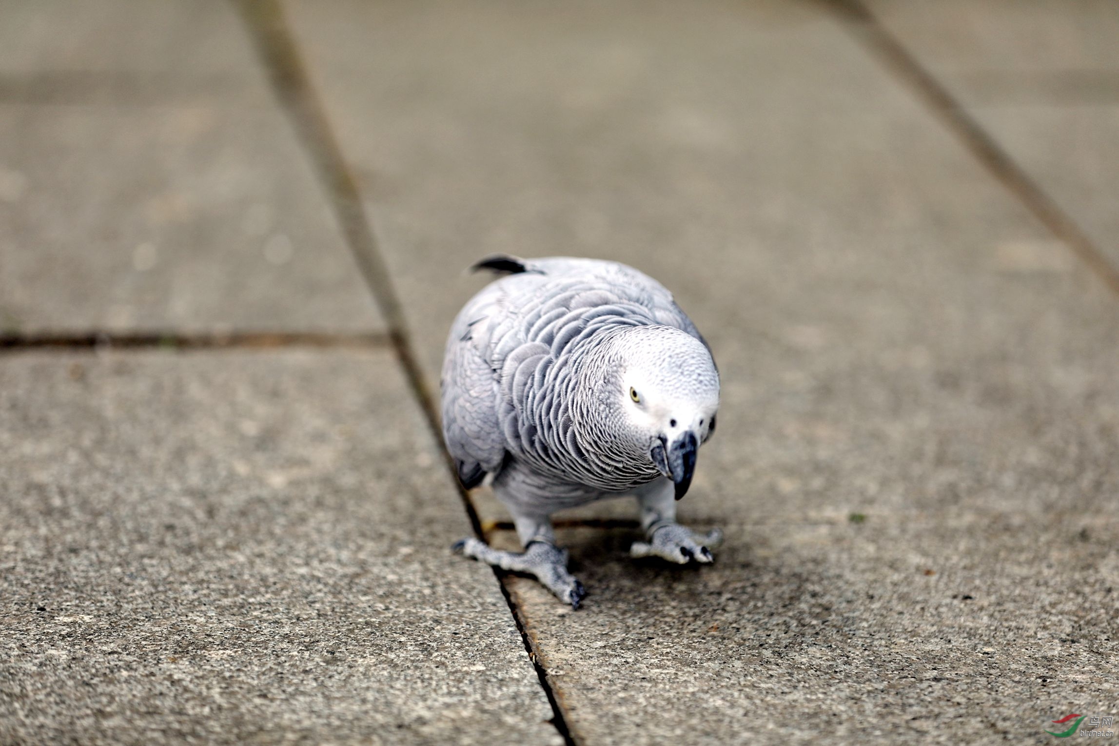 非洲灰鹦鹉