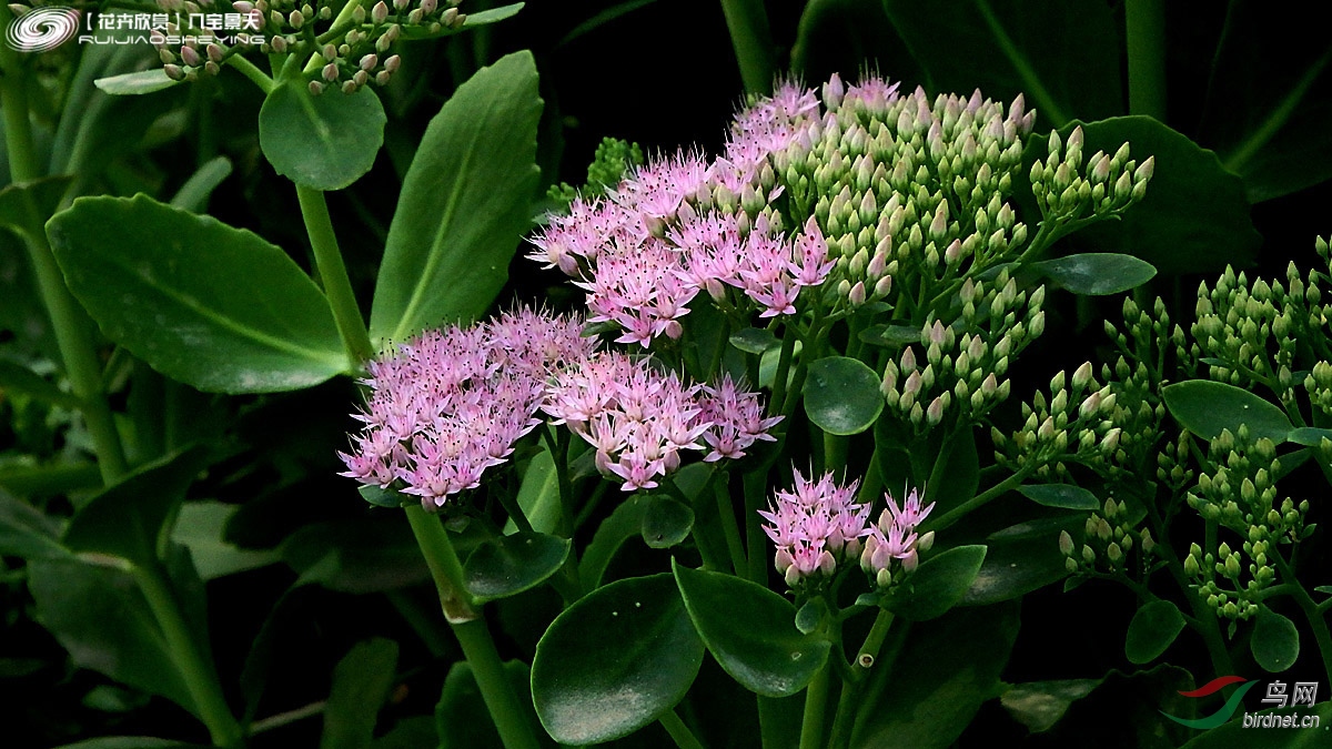 【花卉欣赏】八宝景天