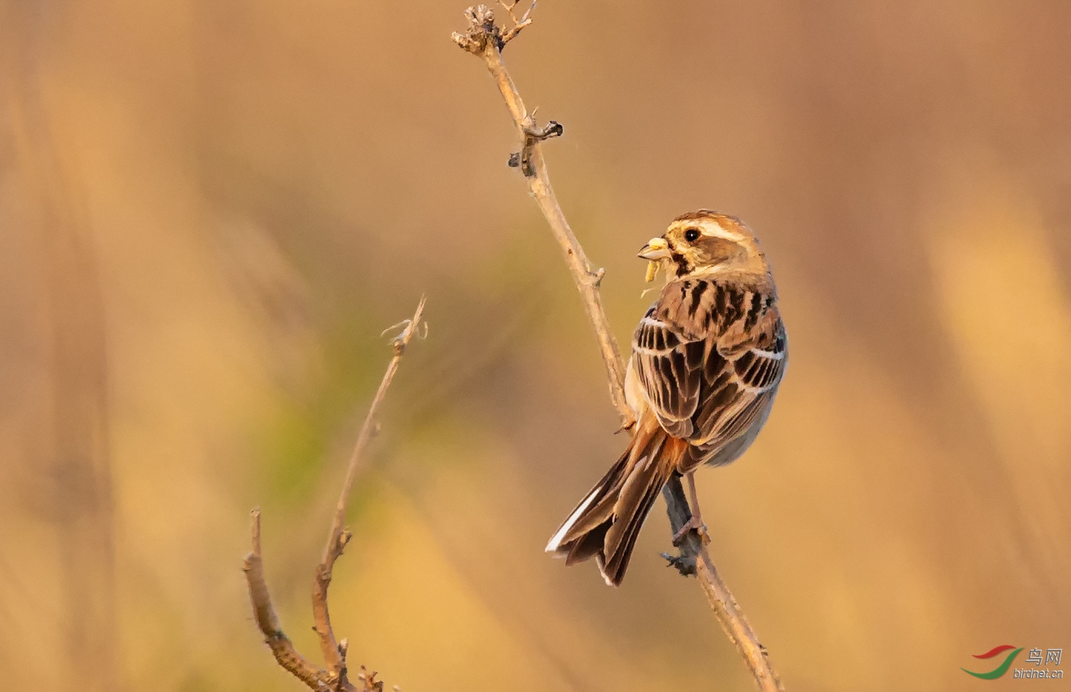 观察—栗斑腹鹀