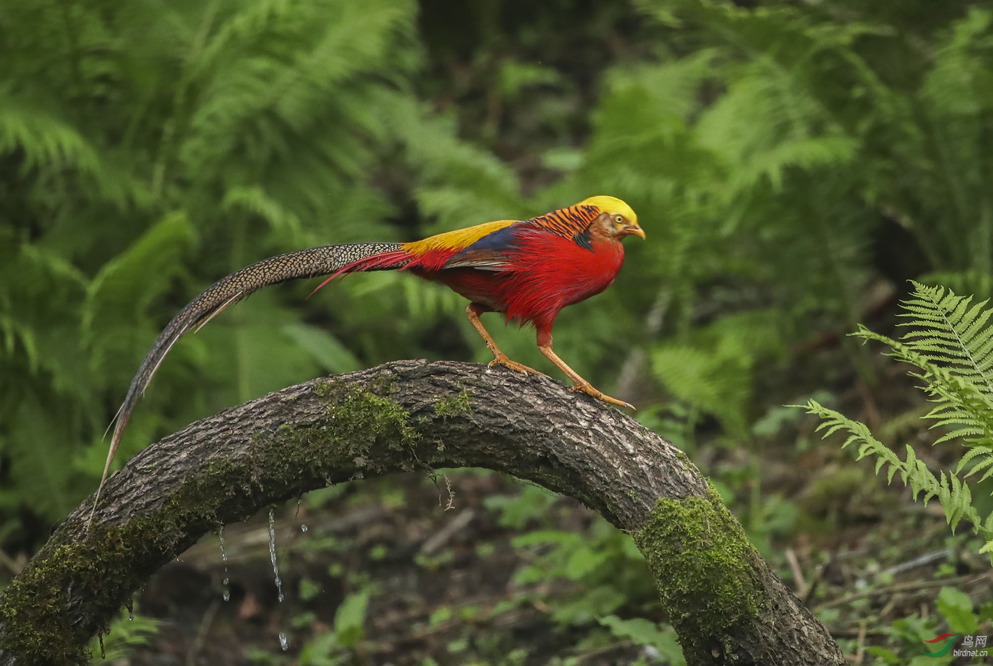 红鸡- 重庆版 chongqing 鸟网