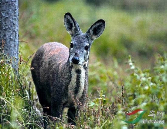 龙峪湾自然保护区首现野生林麝系中国濒危珍稀动物