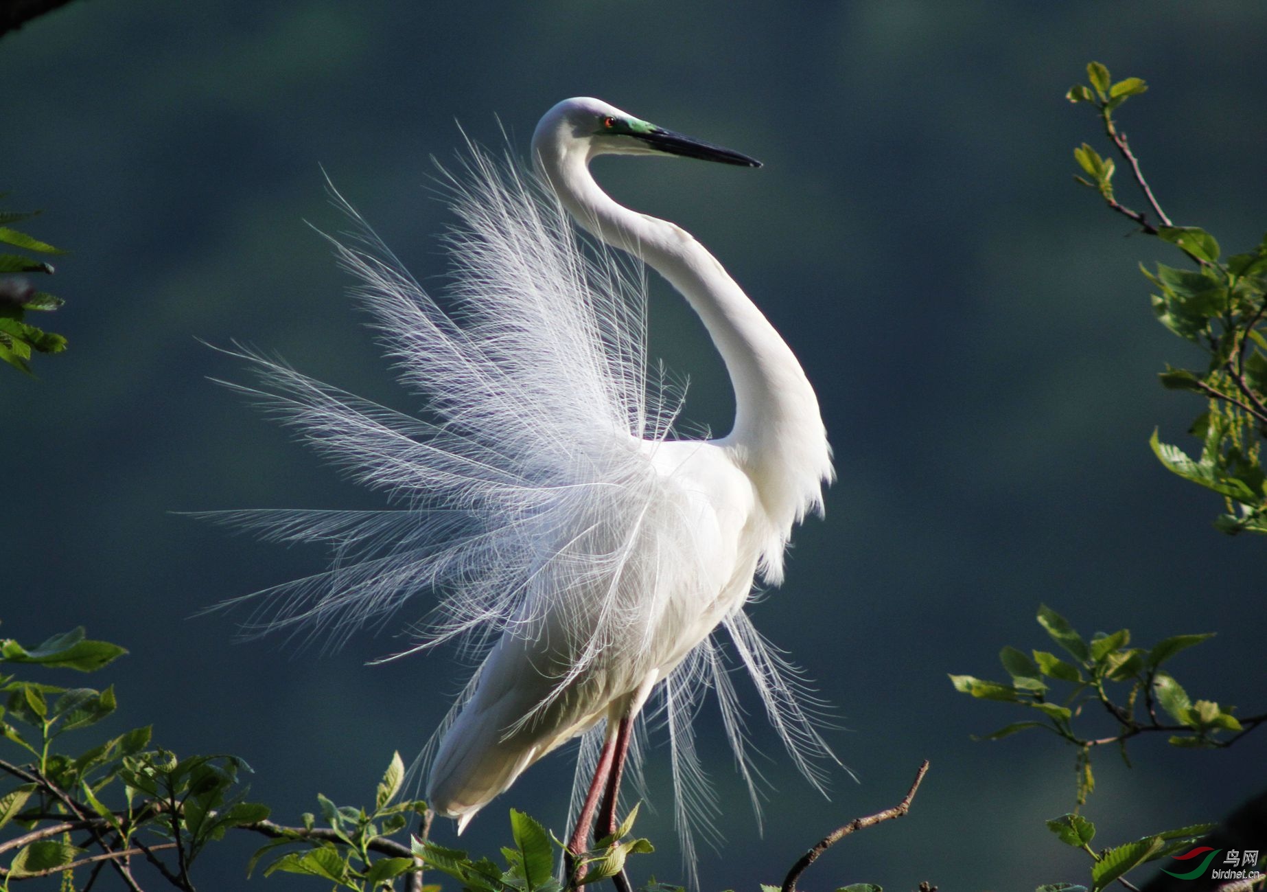 69 宁夏版 ningxia 69 白鹭繁殖羽 别名 小白鹭, 白鹭鸶, 白翎鸶
