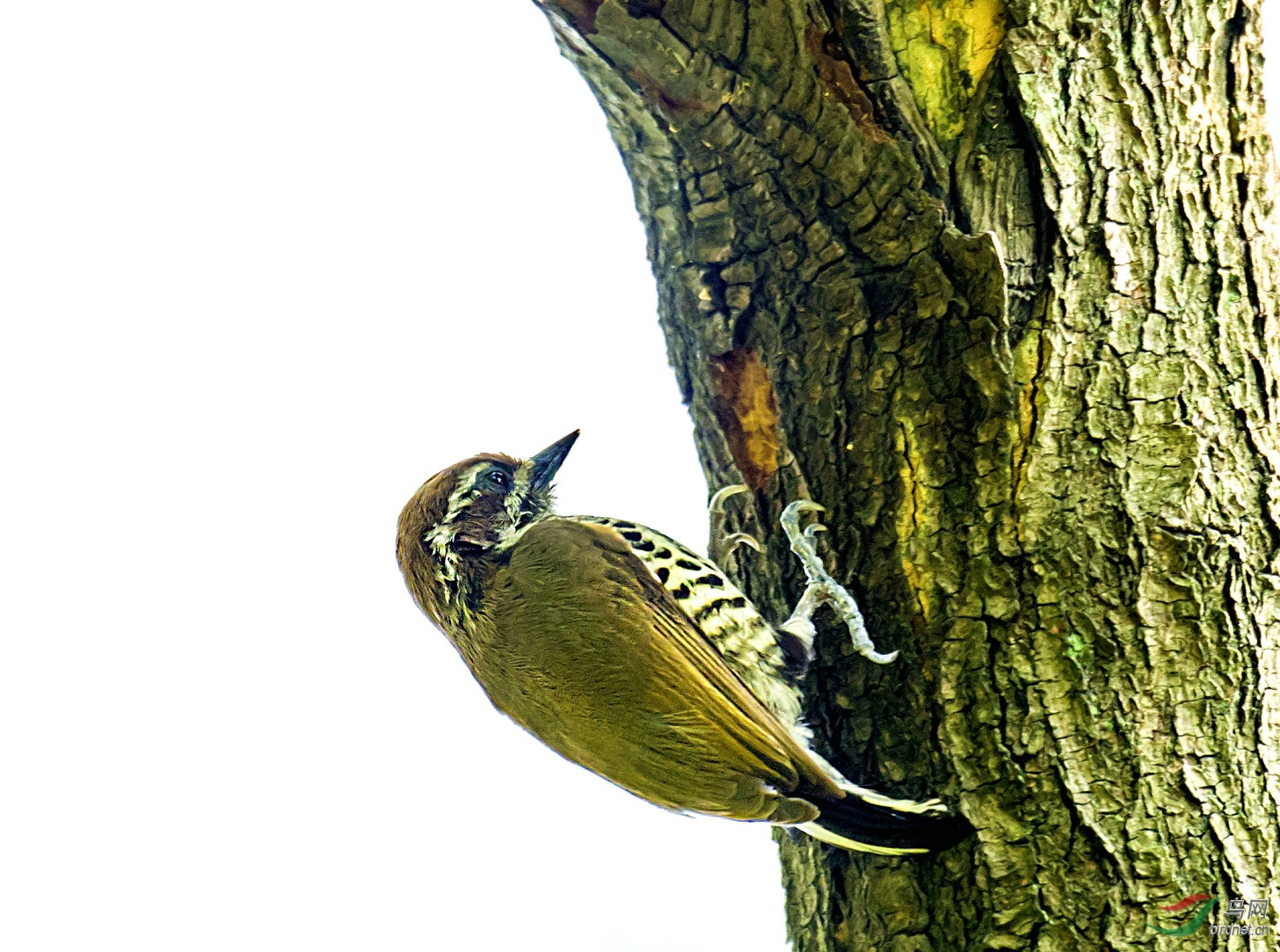 这只斑姬啄木鸟在树干上啄出一个小坑,不知是捉虫子还是做窝.