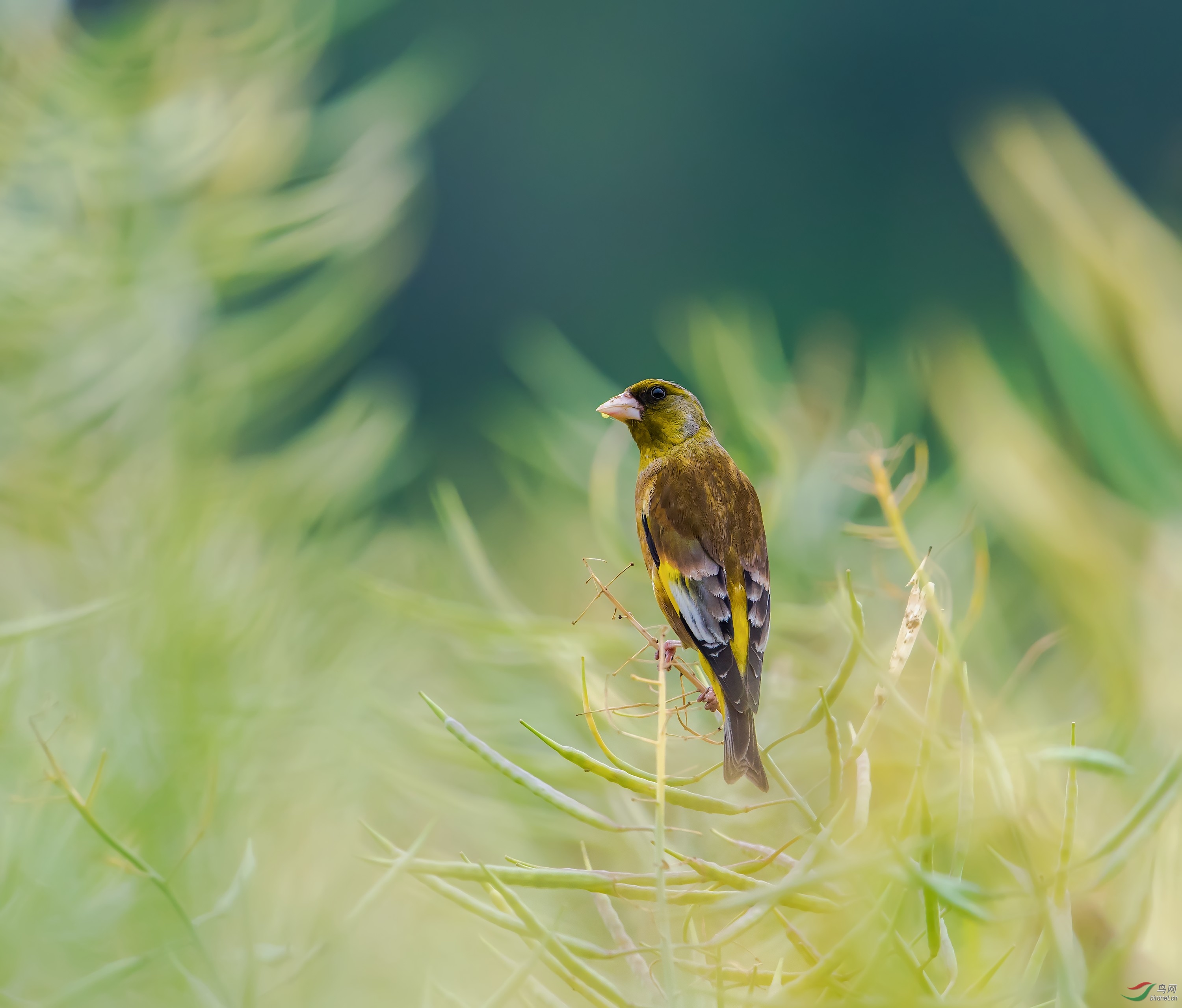 金趐雀 - 云南版 yunnan 鸟网