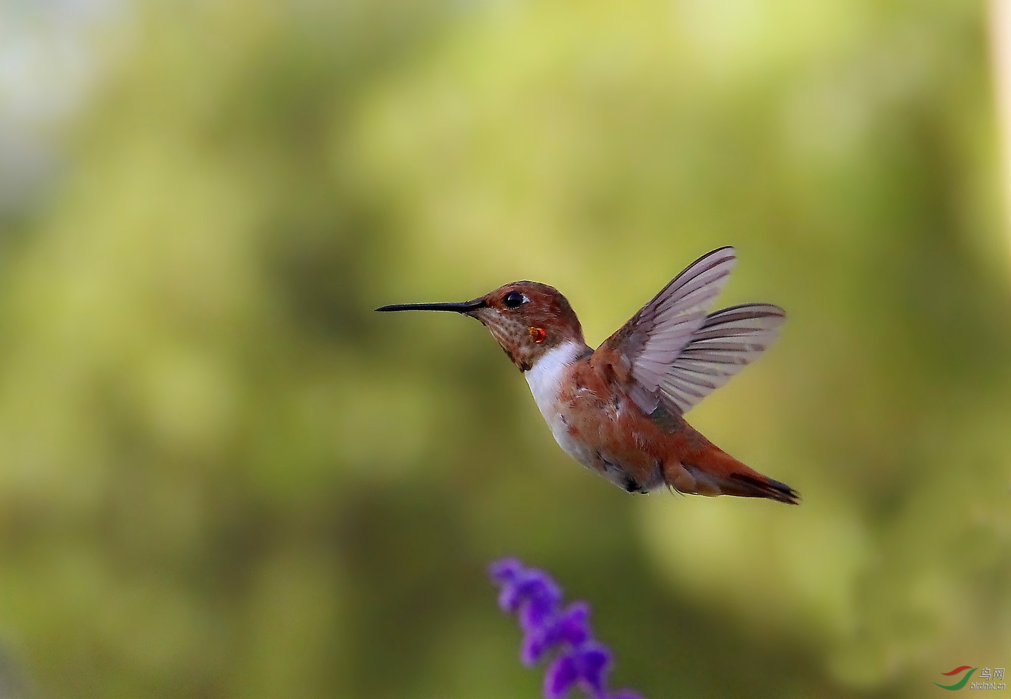 小小蜂鸟 - 皇城根拍鸟e族 鸟网