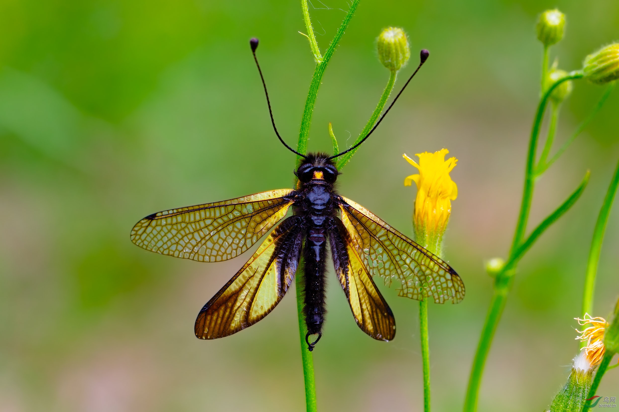 黄花蝶角蛉(祝贺荣获综合精华)