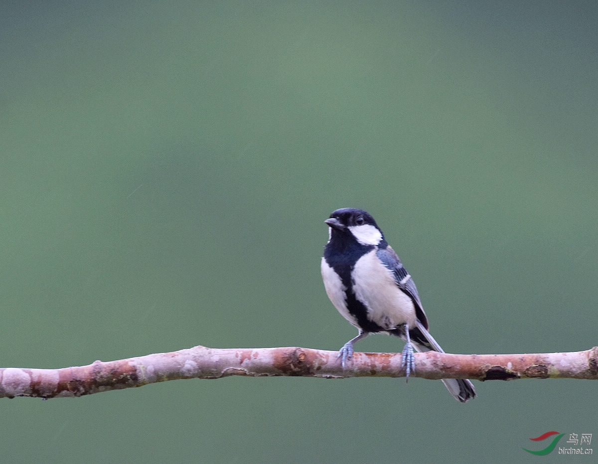 大山雀 - 林鸟版 鸟网