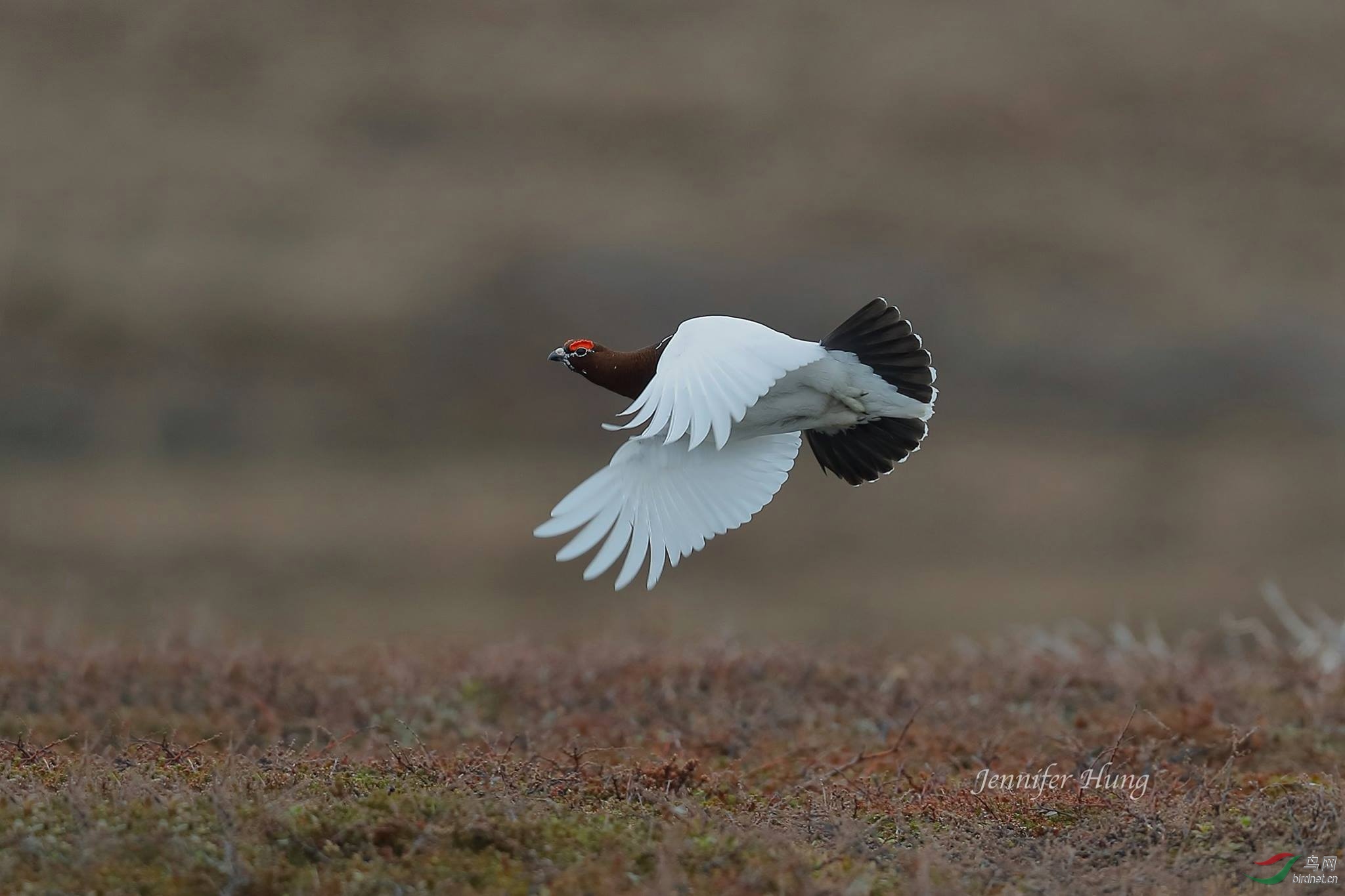 春天的柳雷鸟是双色的