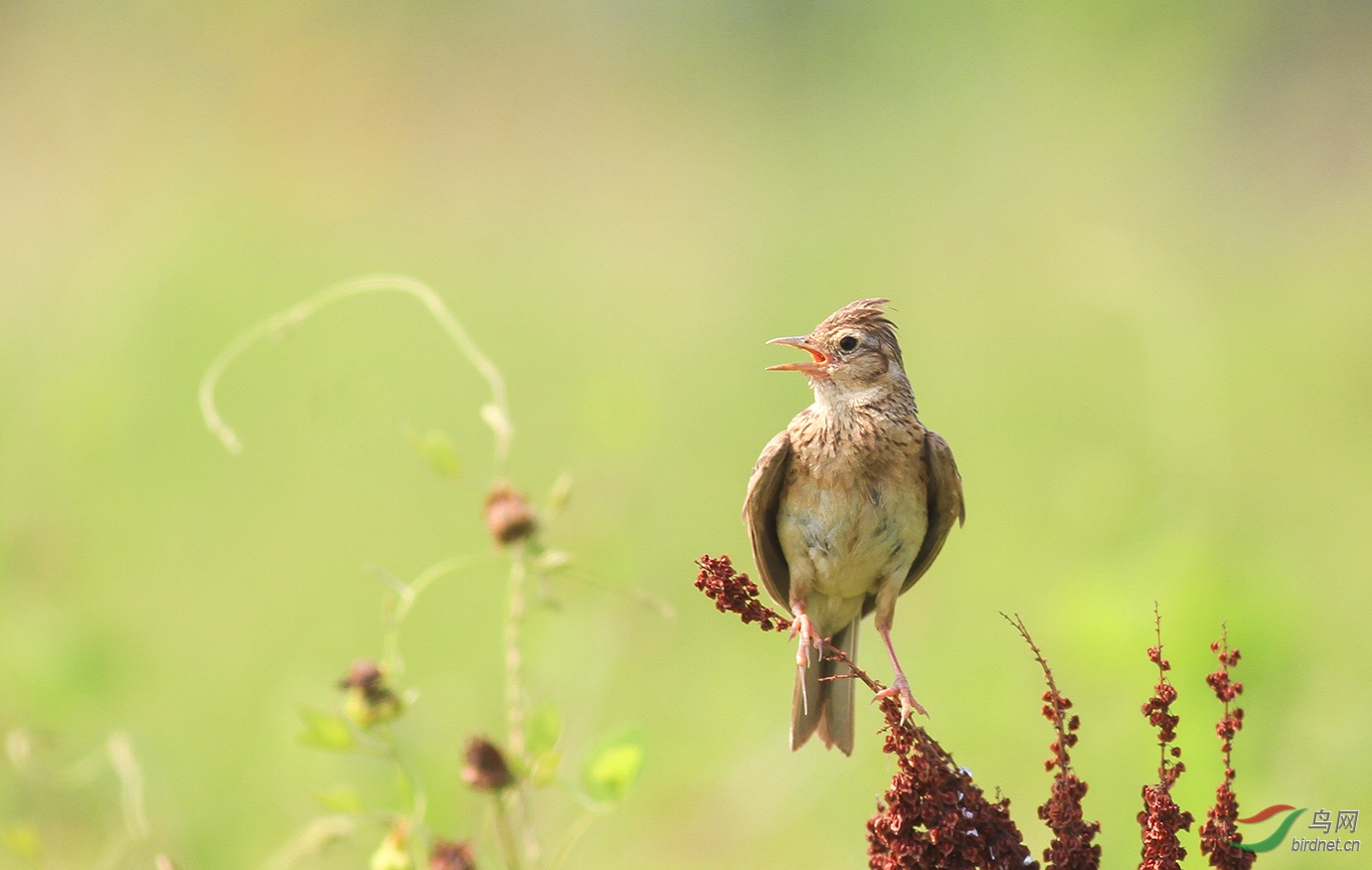 云雀--松雅湖拍鸟