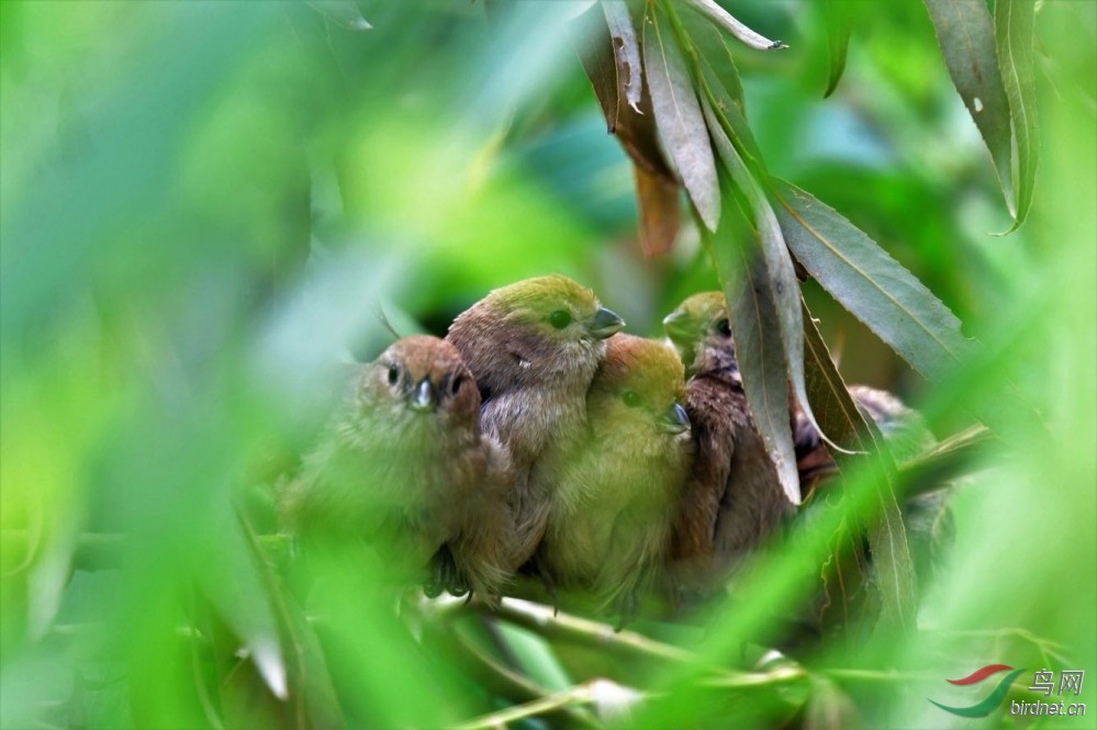 小棕头鸦雀簇拥着交头接耳