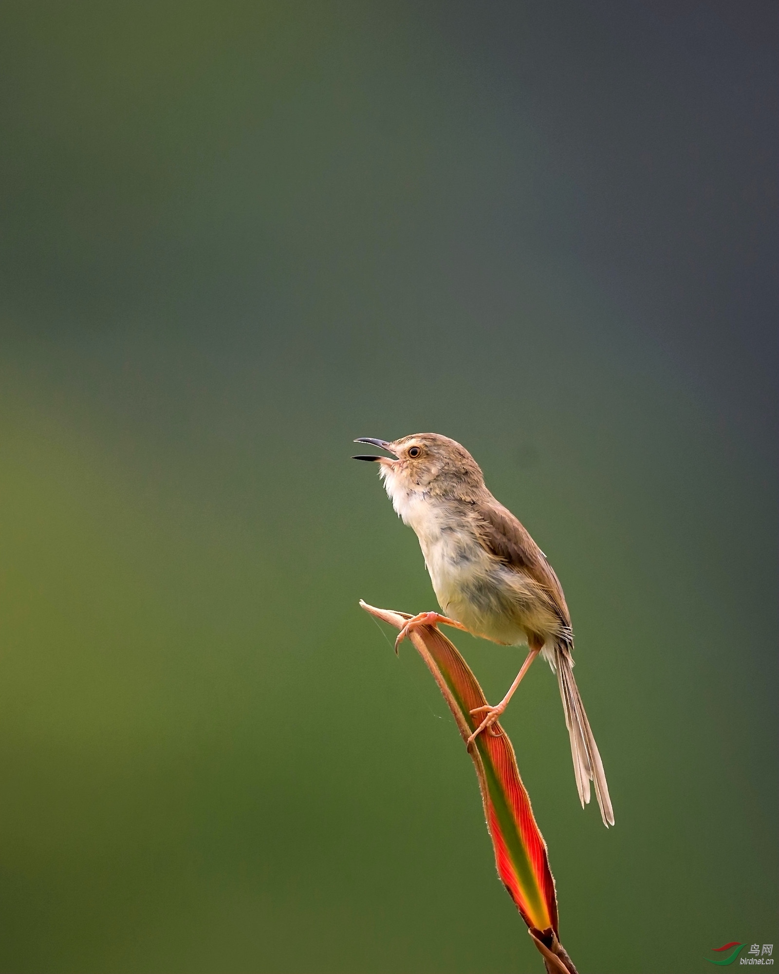 纯色山鹪莺 - 黑龙江版 heilongjiang 鸟网