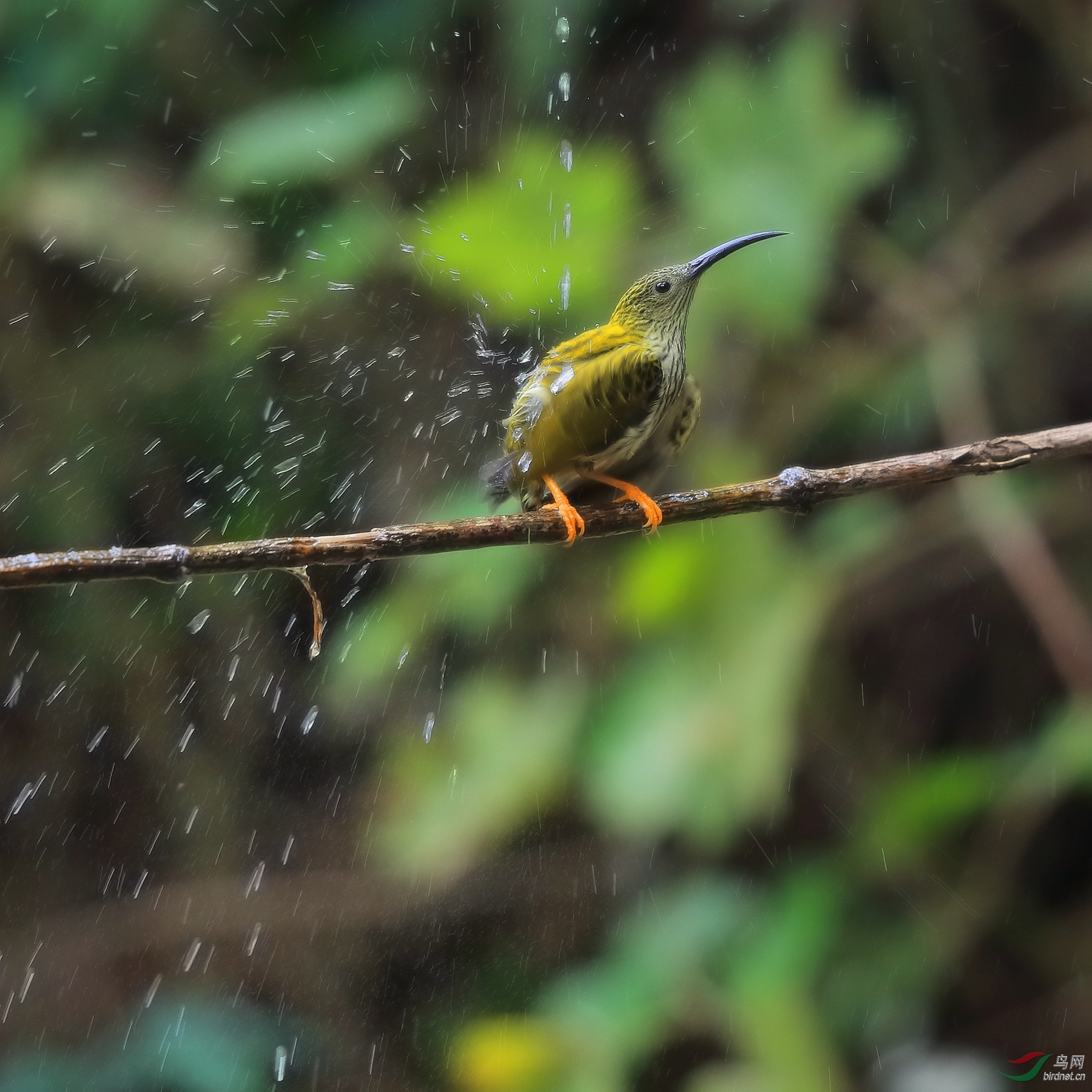 《真凉快》纹背捕蛛鸟